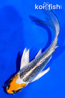 4.25" KUJAKU BUTTERFLY