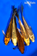 PACK OF (5) 5-6" GINRIN BUTTERFLY KOI
