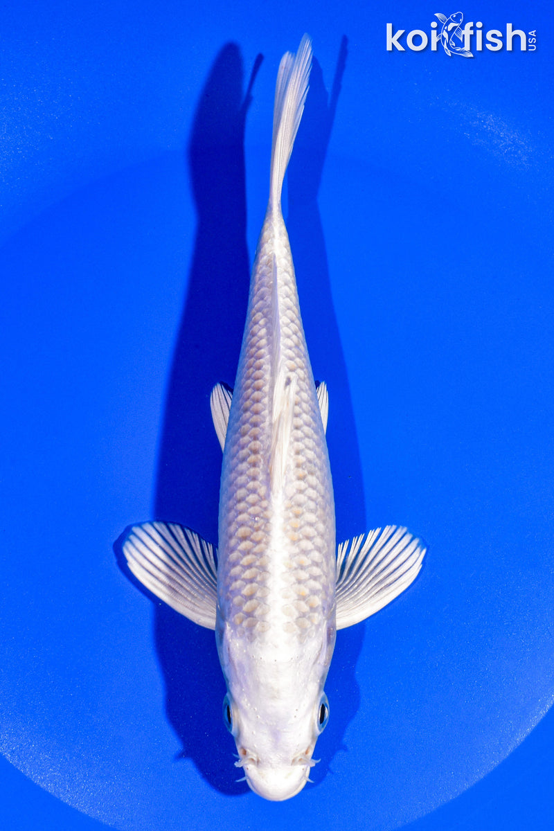 6.75" PLATINUM OGON