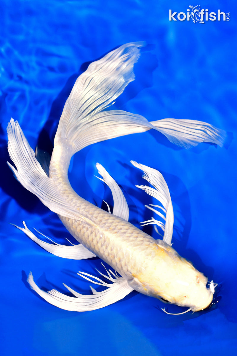 9.75" CREAMY OGON BUTTERFLY