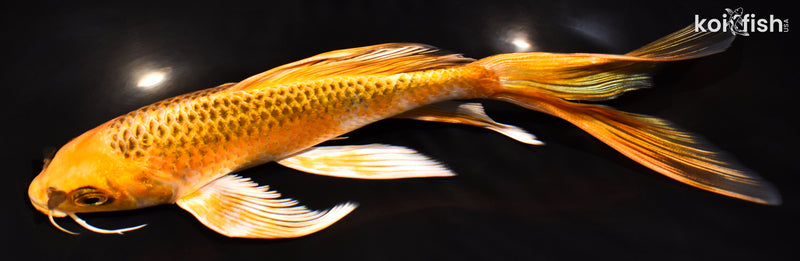 7.5" ORENJI MATSUBA BUTTERFLY