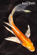 6" ARAGOKE KIKUSUI BUTTERFLY