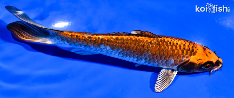 6.5" BENI GINGA