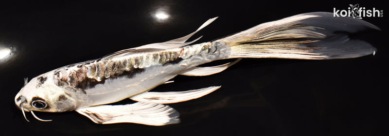 7.25" GINRIN KIKOKURYU BUTTERFLY