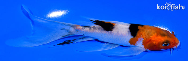 5.5" SANKE BUTTERFLY