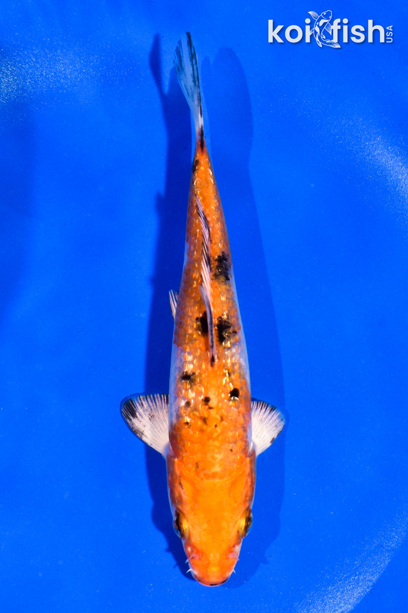 5.5' GINRIN YAMATO NISHIKI