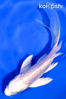 5.25" DOITSU PLATINUM OGON BUTTERFLY