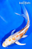 5.5" DOITSU HARIWAKE BUTTERFLY