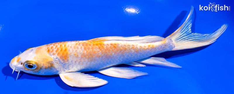 6.25" HARIWAKE BUTTERFLY
