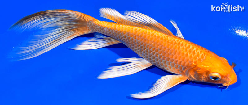 6.75" ORENJI OGON BUTTERFLY