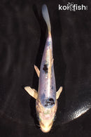 5" DOITSU GIN SHIRO BEKKO