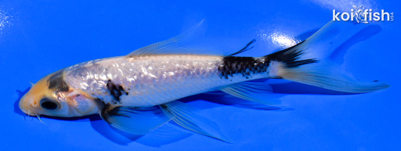 5.25" GINRIN MATSUKAWABAKE BUTTERFLY