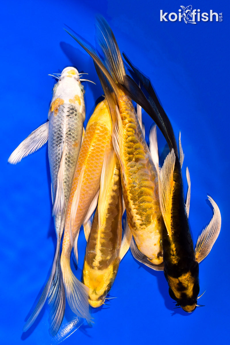 PACK OF (5) 5-6" BUTTERFLY KOI