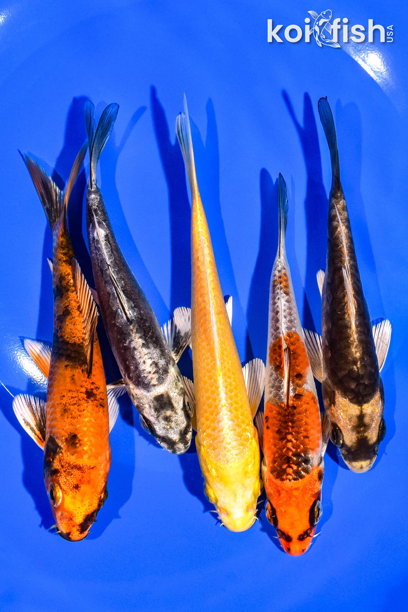 PACK OF (5) 4-5" STANDARD KOI