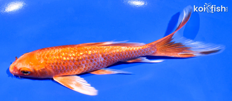 5.75" GINRIN ORENJI OGON BUTTERFLY