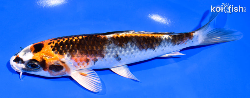 7.25" KUJAKU