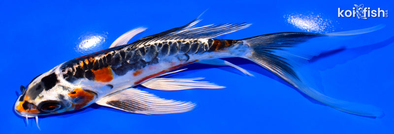 6.75" BENI KIKOKURYU BUTTERFLY