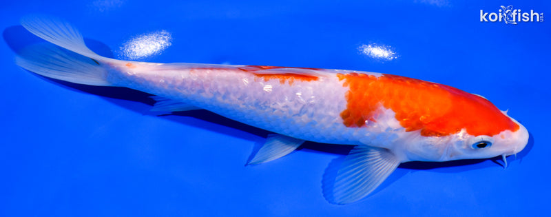 8" GINRIN KOHAKU