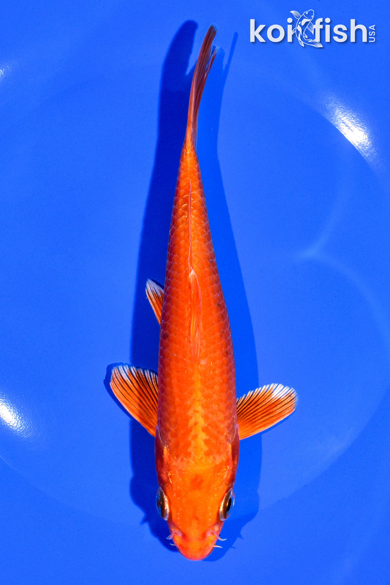 6.75" ORENJI OGON