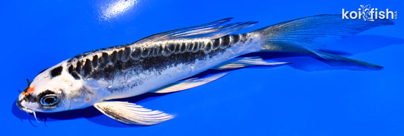 5.75" BENI KIKOKURYU