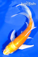 5.5" HARIWAKE BUTTERFLY