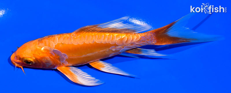 5.5" ARAGOKE ORENJI OGON BUTTERFLY