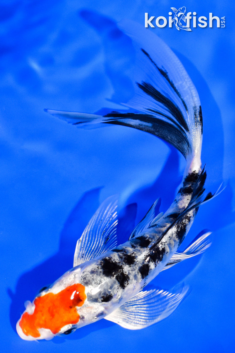 5.5" HEISEI NISHIKI BUTTERFLY