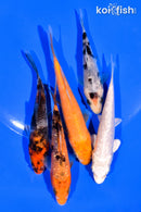 PACK OF (5) 3-4" STANDARD KOI