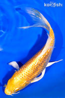 7" GINRIN YAMABUKI OGON BUTTERFLY