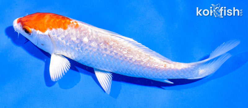 5" GINRIN HARIWAKE