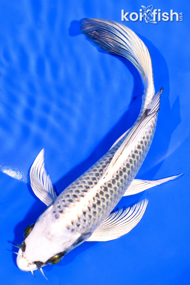 7.25" GIN MATSUBA BUTTERFLY