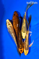 PACK OF (5) 5-6" GINRIN BUTTERFLY KOI