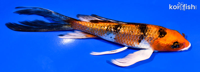 6" GINRIN YAMATO NISHIKI BUTTERFLY