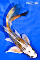 6.5" KUJAKU BUTTERFLY