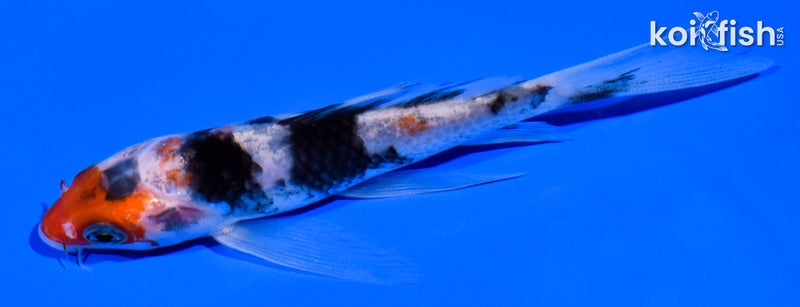 4.5" SANKE BUTTERFLY