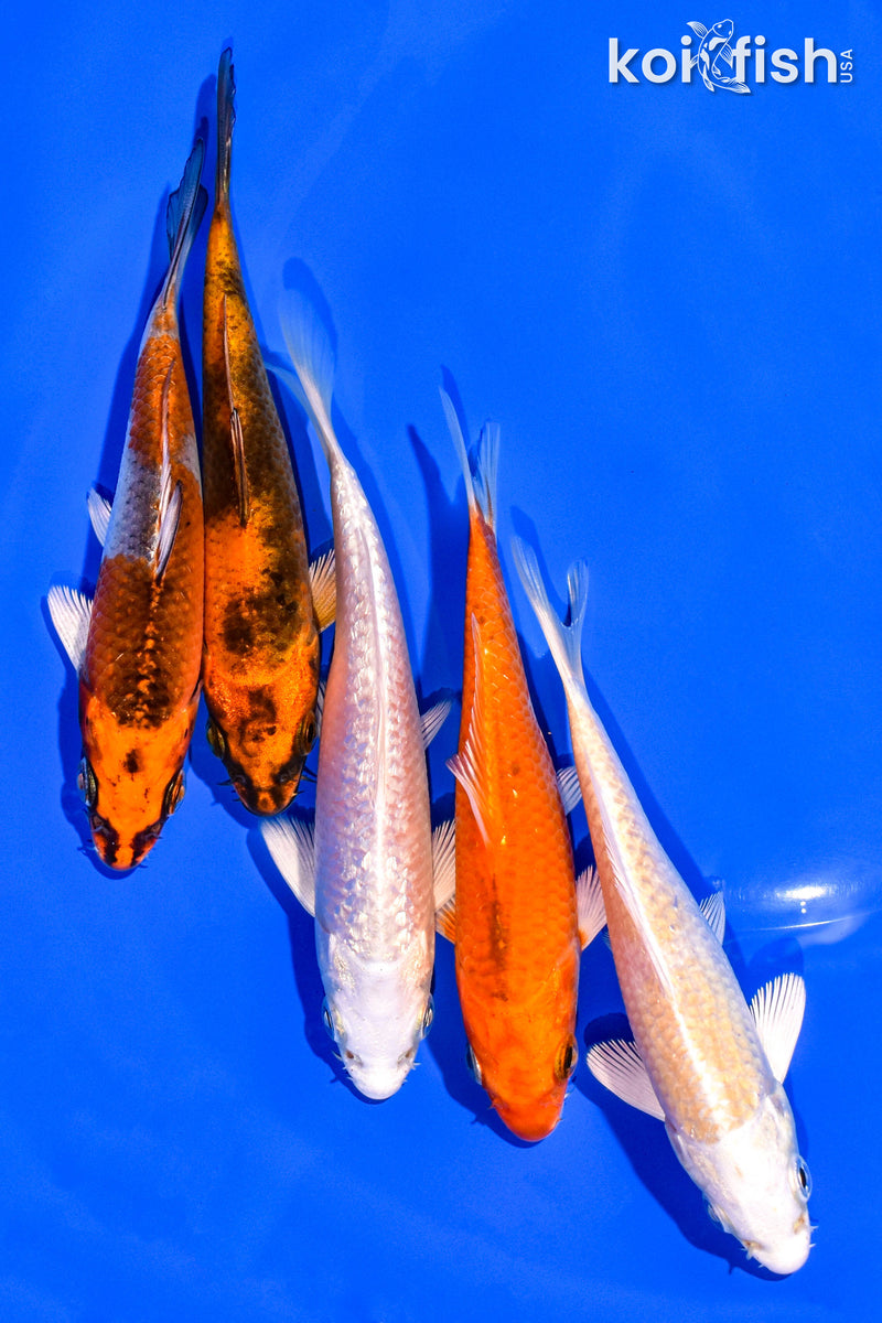 PACK OF (5) 4-5" STANDARD KOI