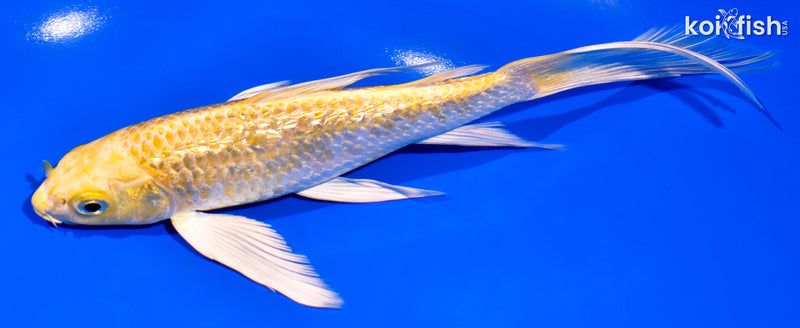 7.25" GINRIN HARIWAKE BUTTERFLY