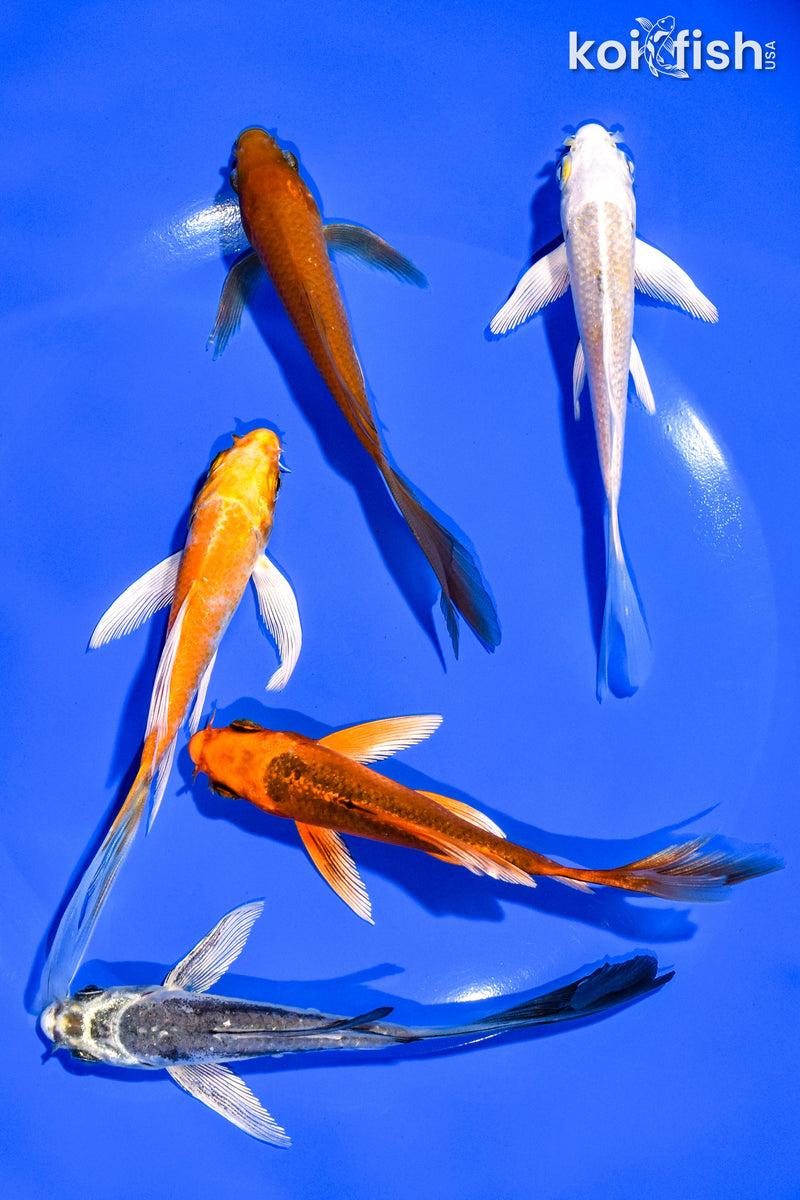 PACK OF (5) 4-5" BUTTERFLY KOI