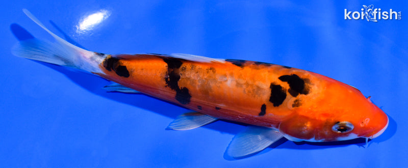 6.25" DOITSU SANKE