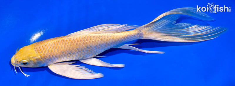 8" YAMABUKI OGON BUTTERFLY