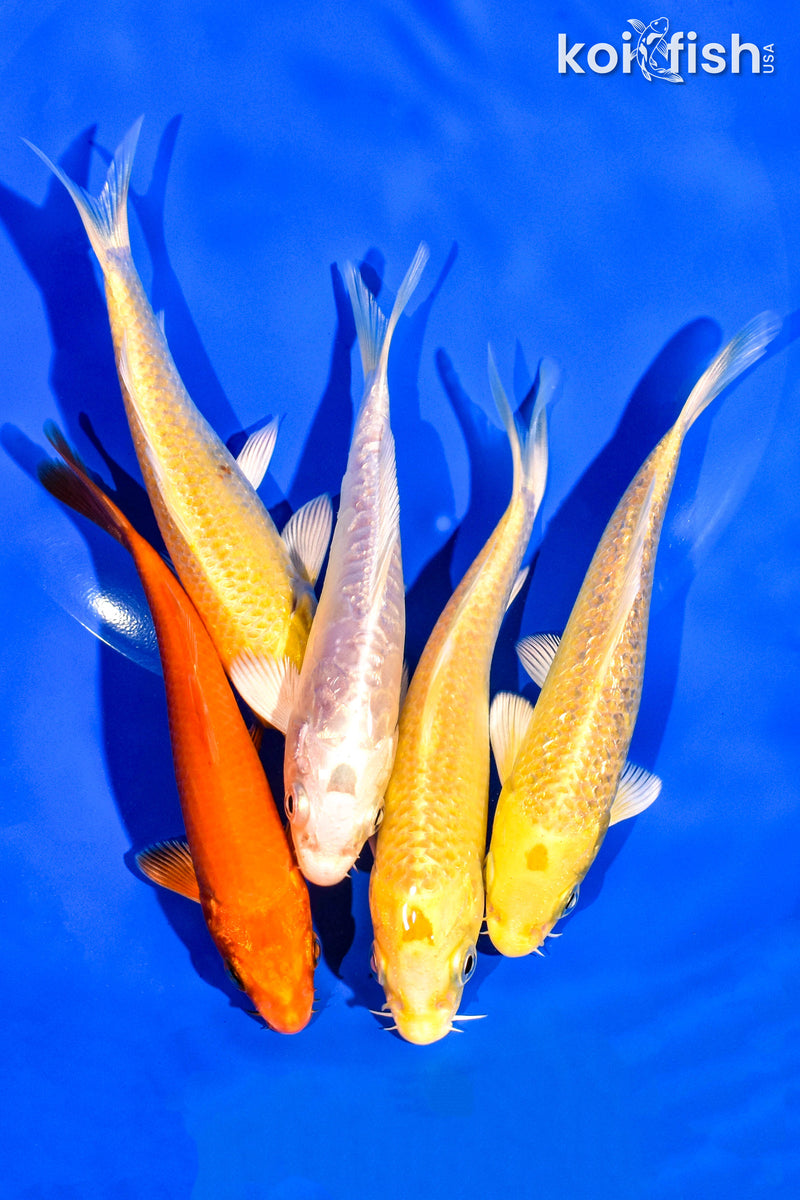 PACK OF (5) 4-5" STANDARD KOI