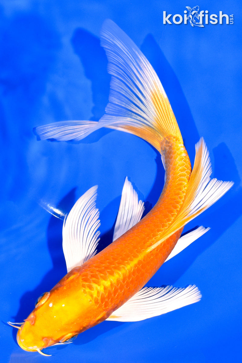 7.75" ORENJI OGON BUTTERFLY