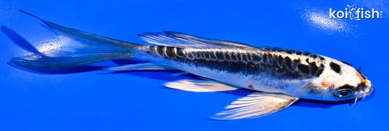 5.75" BENI KIKOKURYU