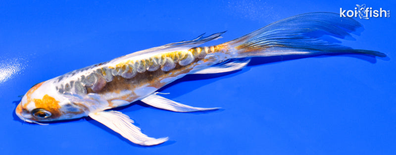 6.5" KIN KIKOKURYU BUTTERFLY