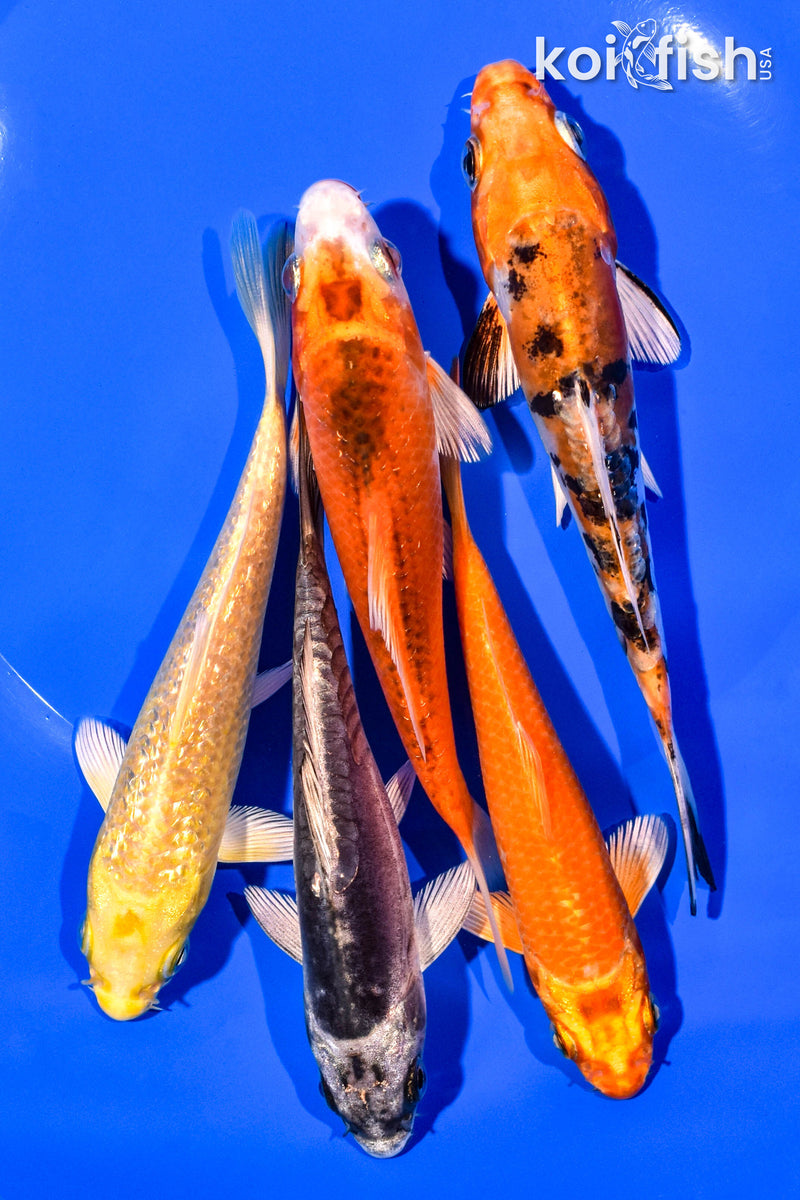 PACK OF (5) 4-5" STANDARD KOI