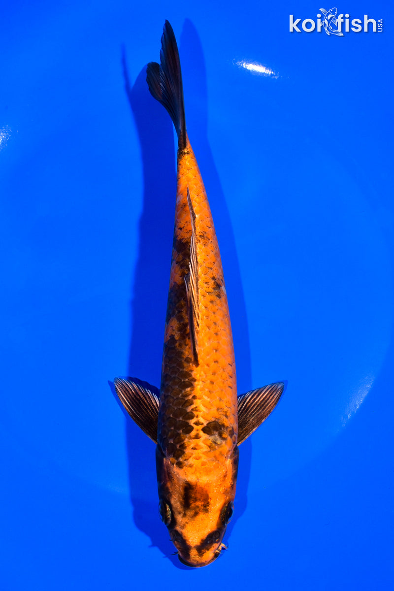 7.5" KIN HI UTSURI