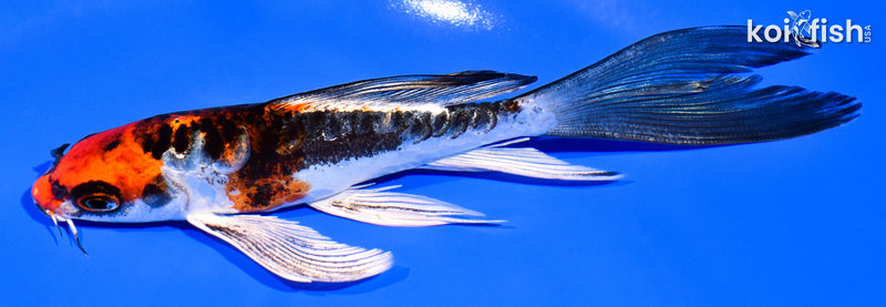 6" BENI KIKOKURYU BUTTERFLY