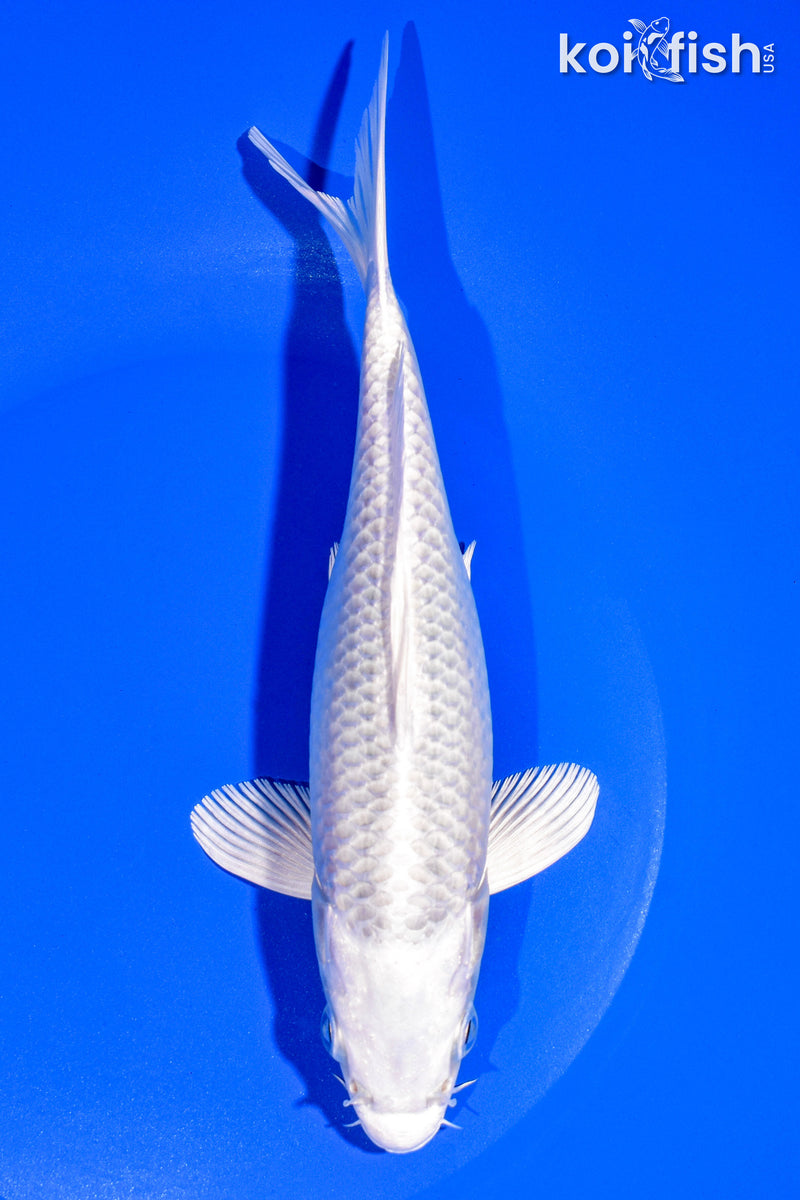 8" PLATINUM OGON