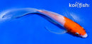 5.5" KOHAKU BUTTERFLY