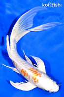 8.75" DOITSU HARIWAKE BUTTERFLY